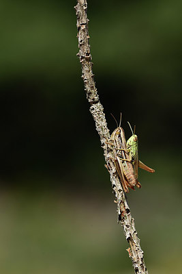 BUITEN BEELD Foto: 385214