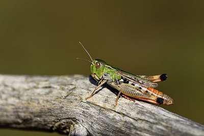 BUITEN BEELD Foto: 385223