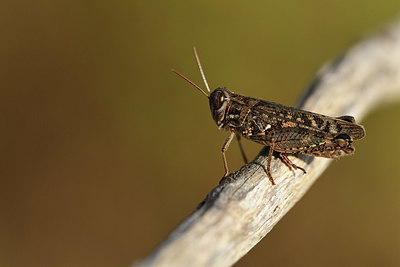 BUITEN BEELD Foto: 385231