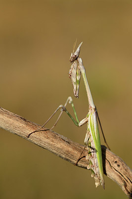 BUITEN BEELD Foto: 385234