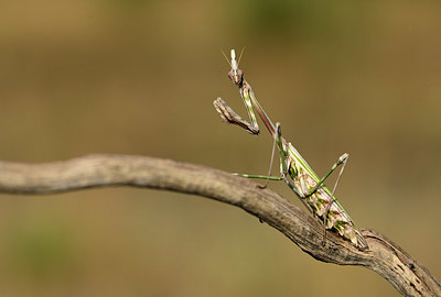 BUITEN BEELD Foto: 385237