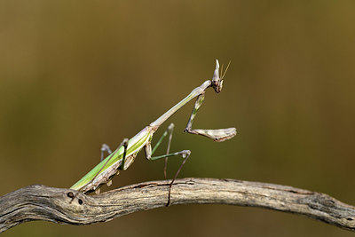 BUITEN BEELD Foto: 385239