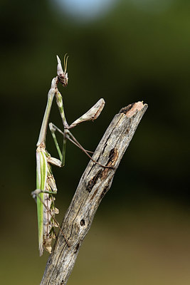 BUITEN BEELD Foto: 385242