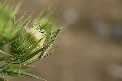 BUITEN BEELD Foto: 385243