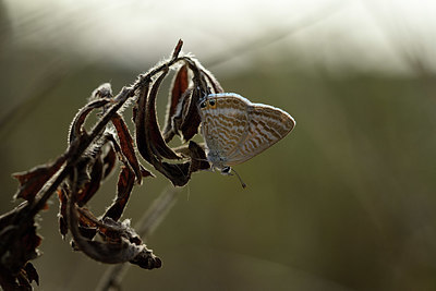 BUITEN BEELD Foto: 385244