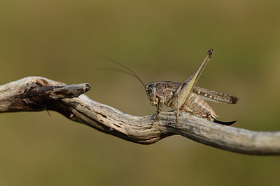BUITEN BEELD Foto: 385247