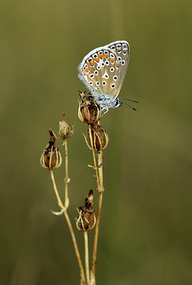 BUITEN BEELD Foto: 385248