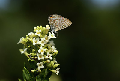 BUITEN BEELD Foto: 385249