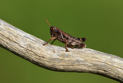 BUITEN BEELD Foto: 385252