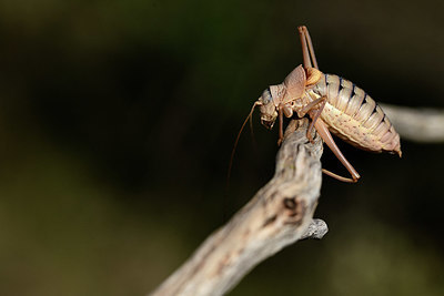 BUITEN BEELD Foto: 385253