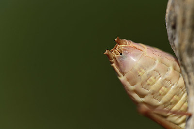 BUITEN BEELD Foto: 385254