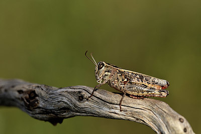 BUITEN BEELD Foto: 385257