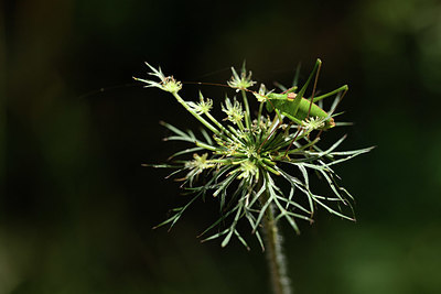 BUITEN BEELD Foto: 385258