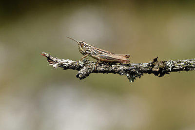 BUITEN BEELD Foto: 385269