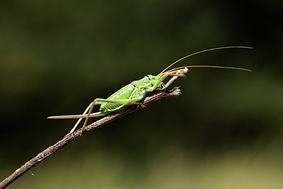 BUITEN BEELD Foto: 385270