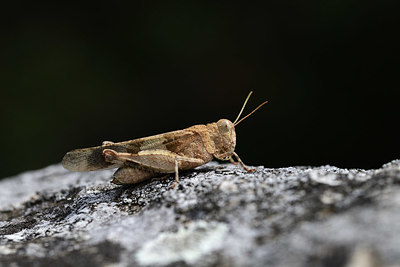 BUITEN BEELD Foto: 385280