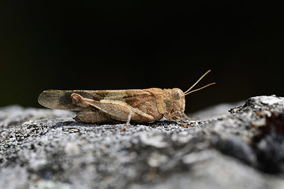 BUITEN BEELD Foto: 385281