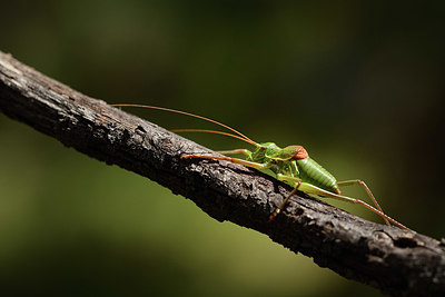 BUITEN BEELD Foto: 385284