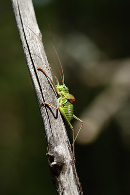 BUITEN BEELD Foto: 385285