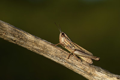 BUITEN BEELD Foto: 385306