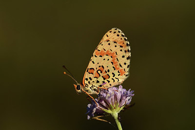 BUITEN BEELD Foto: 385307
