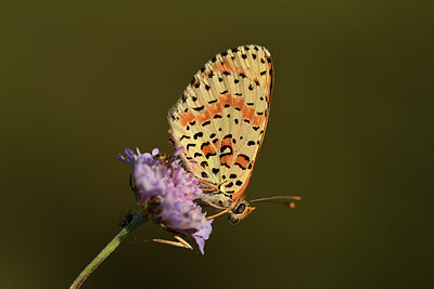 BUITEN BEELD Foto: 385308