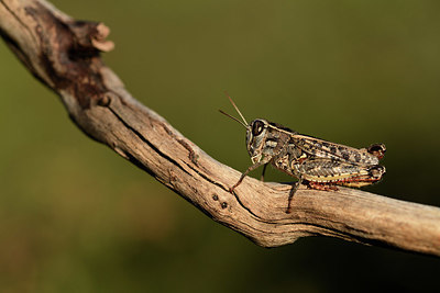 BUITEN BEELD Foto: 385309