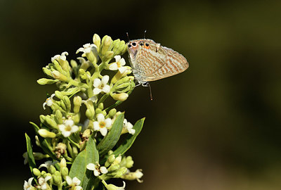 BUITEN BEELD Foto: 385316