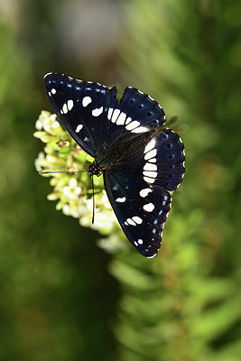 BUITEN BEELD Foto: 385319
