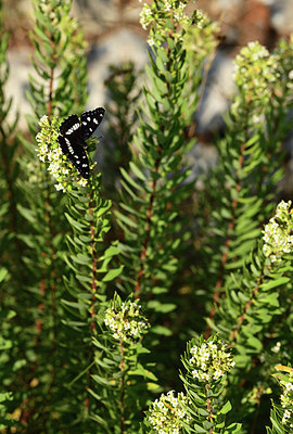 BUITEN BEELD Foto: 385321