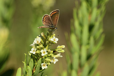 BUITEN BEELD Foto: 385322