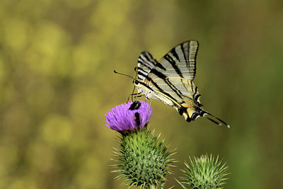 BUITEN BEELD Foto: 385323