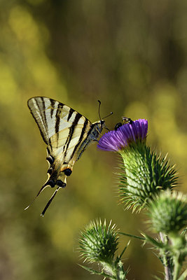BUITEN BEELD Foto: 385325