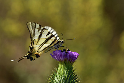 BUITEN BEELD Foto: 385326