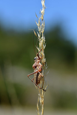 BUITEN BEELD Foto: 385330