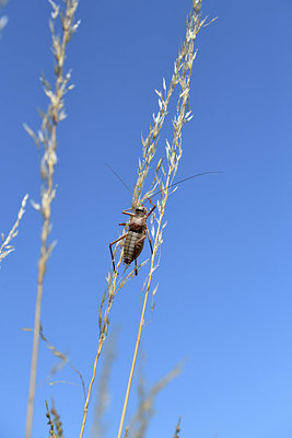 BUITEN BEELD Foto: 385332