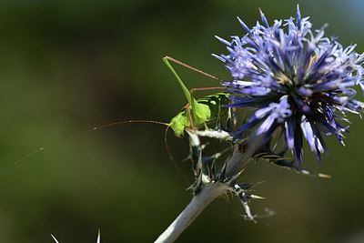 BUITEN BEELD Foto: 385338