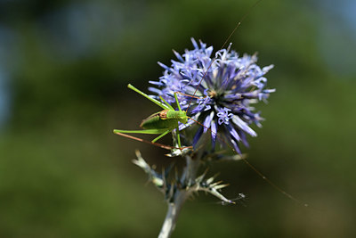 BUITEN BEELD Foto: 385339