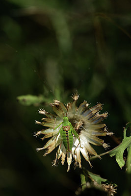 BUITEN BEELD Foto: 385341