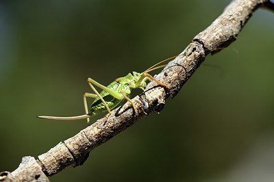 BUITEN BEELD Foto: 385342