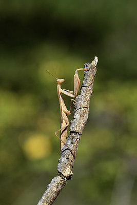 BUITEN BEELD Foto: 385349
