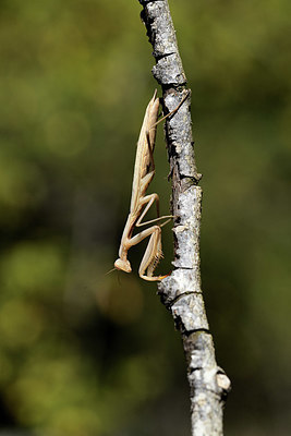 BUITEN BEELD Foto: 385350