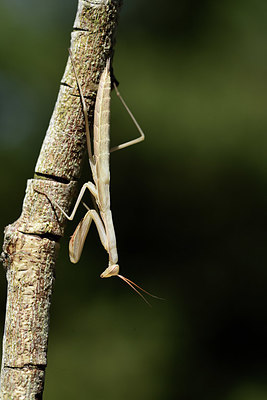 BUITEN BEELD Foto: 385351