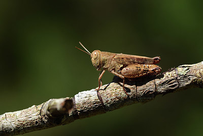 BUITEN BEELD Foto: 385356