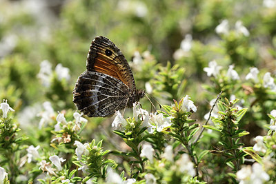 BUITEN BEELD Foto: 385363
