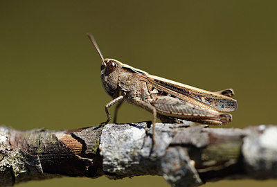 BUITEN BEELD Foto: 385368