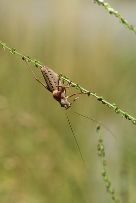 BUITEN BEELD Foto: 385370