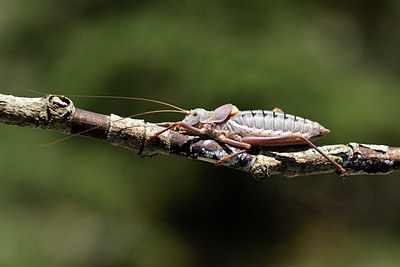 BUITEN BEELD Foto: 385371
