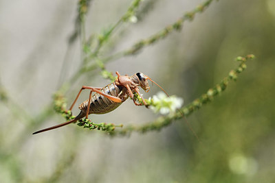 BUITEN BEELD Foto: 385373