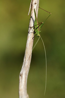 BUITEN BEELD Foto: 385375